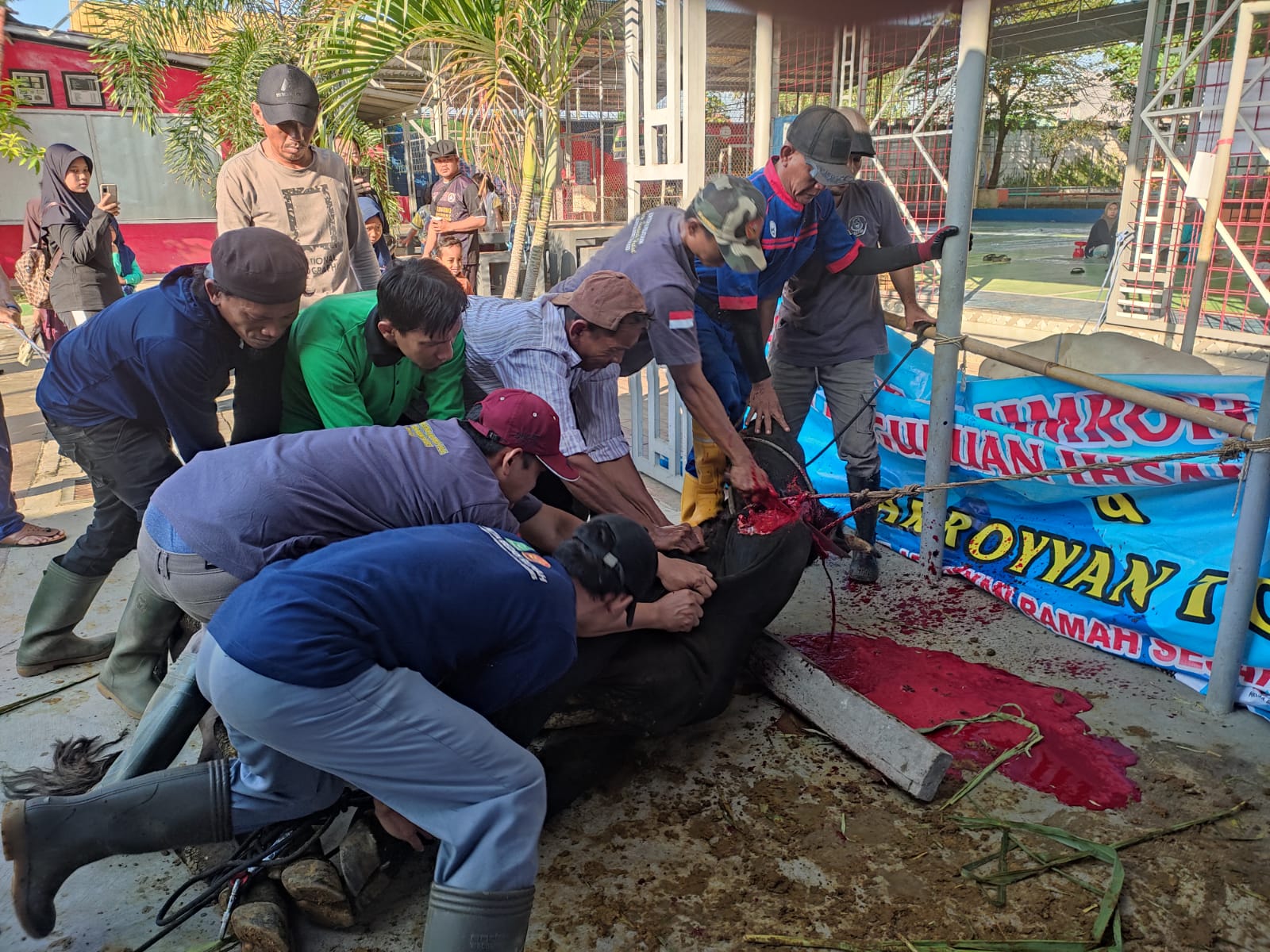 Kebersamaan di Hari Raya Idul Adha: SMP Ihsaniyah Tegal Gelar Penyembelihan Hewan Kurban